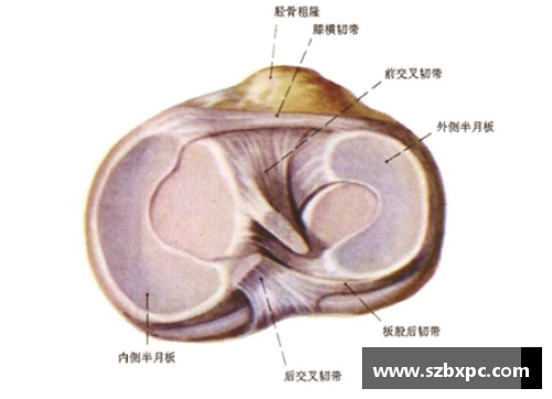 体育明星半月板撕裂原因解析及康复过程全景揭秘